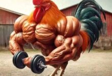Chicken carrying weight lift