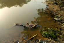 8426912 unidentifiedcorpseofmanfoundfloatingonriverosun jpeg758cafc53fd6daccfb48b4f1c8e95293