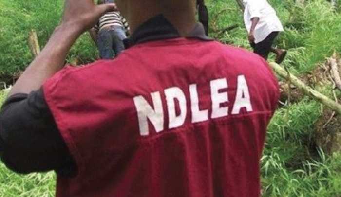 According to the NDLEA, there are more over 14 million hard drug users in Nigeria. 1 The National Drug Law Enforcement Agency (NDLEA) estimates that Nigeria has around 14.3 million heavy drug users. The National Drug Law Enforcement Agency (NDLEA) estimates that Nigeria has around 14.3 million heavy drug users. NDLEA e1556712206585