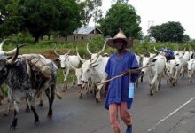 The ordeals of Fulani's herdsmen on Akpaa Mbato Community - A Cry For Help.