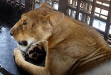 Lion kills worker in Obasanjo library’s zoo