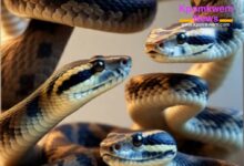 Snake Safety Tips