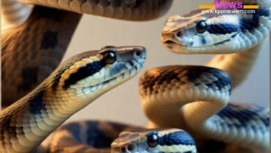 Snake Safety Tips