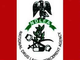NDLEA Arrests Six Over Drug Smuggling Syndicate Linked to Nigerians Detained in Saudi Arabia 1 The National Drug Law Enforcement Agency (NDLEA) has uncovered a major drug smuggling syndicate in Kano and arrested six suspects believed to be behind a scheme that implicated three innocent Nigerians currently detained in Saudi Arabia. The National Drug Law Enforcement Agency (NDLEA) has uncovered a major drug smuggling syndicate in Kano and arrested six suspects believed to be behind a scheme that implicated three innocent Nigerians currently detained in Saudi Arabia. National Drug Law Enforcement Agency