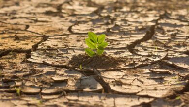 Climate Change Pushes Food Prices Higher as “Climateflation” Hits Global Consumers 6 The impact of climate change on everyday life is becoming more evident as food prices around the world continue to climb, a trend now being described as “climateflation.” From droughts in Africa to heatwaves in Europe and floods in Asia, extreme weather events are disrupting agricultural production, pushing up costs and changing what ends up on people’s plates. The impact of climate change on everyday life is becoming more evident as food prices around the world continue to climb, a trend now being described as “climateflation.” From droughts in Africa to heatwaves in Europe and floods in Asia, extreme weather events are disrupting agricultural production, pushing up costs and changing what ends up on people’s plates. Untitled 3