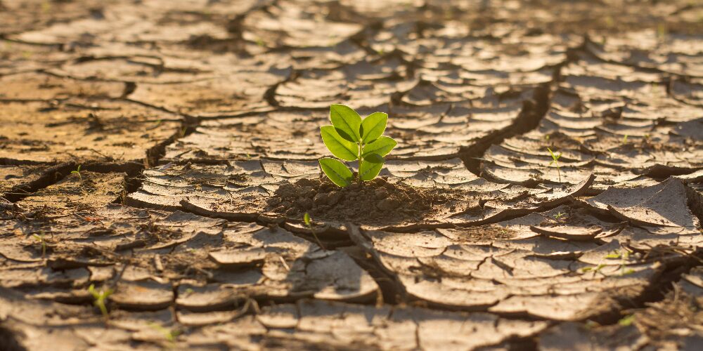 Climate Change Pushes Food Prices Higher as “Climateflation” Hits Global Consumers 1 The impact of climate change on everyday life is becoming more evident as food prices around the world continue to climb, a trend now being described as “climateflation.” From droughts in Africa to heatwaves in Europe and floods in Asia, extreme weather events are disrupting agricultural production, pushing up costs and changing what ends up on people’s plates. The impact of climate change on everyday life is becoming more evident as food prices around the world continue to climb, a trend now being described as “climateflation.” From droughts in Africa to heatwaves in Europe and floods in Asia, extreme weather events are disrupting agricultural production, pushing up costs and changing what ends up on people’s plates. Untitled 3